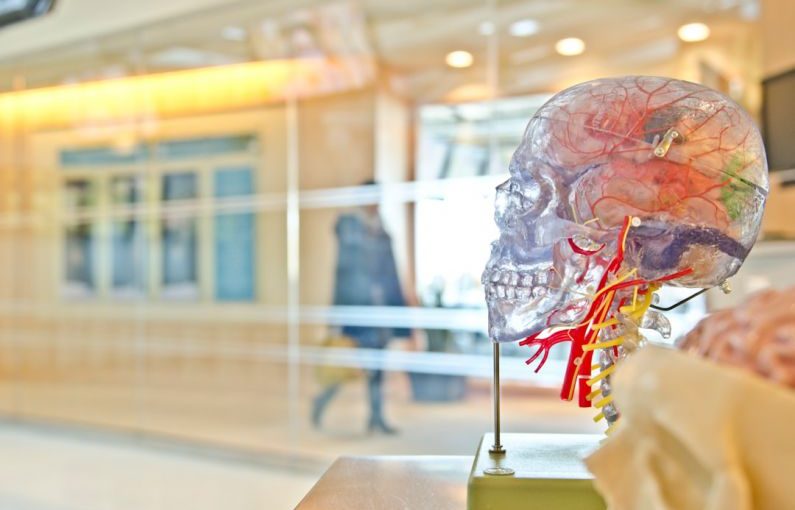 Books Brain - selective focus phot of artificial human skull