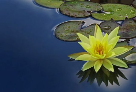 Serenity Lotus - yellow lotus flower floating