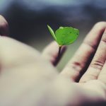 Career Growth - floating green leaf plant on person's hand