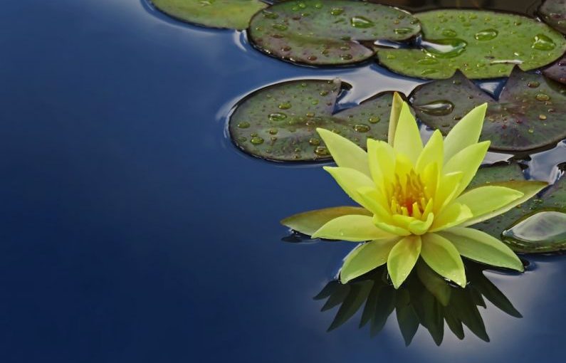 Serenity Lotus - yellow lotus flower floating